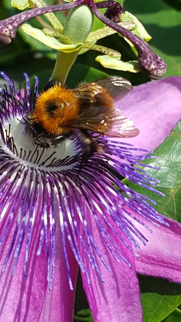 Teatro Cristallo Breccia