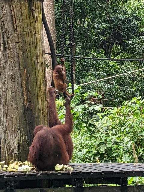 Sepilok Orang Utan Feeding Platform