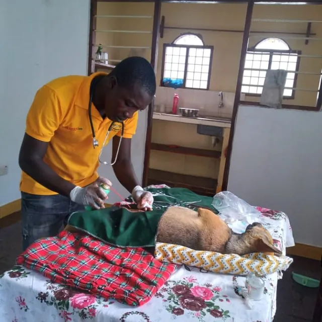 Zanzibar Animal Care