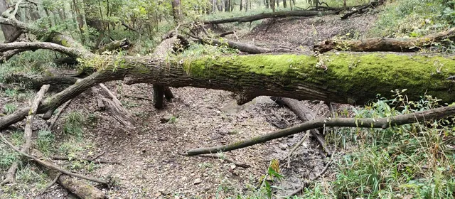 Marshall Junction Conservation Area