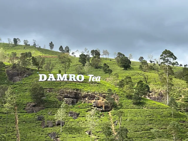 Damro Tea