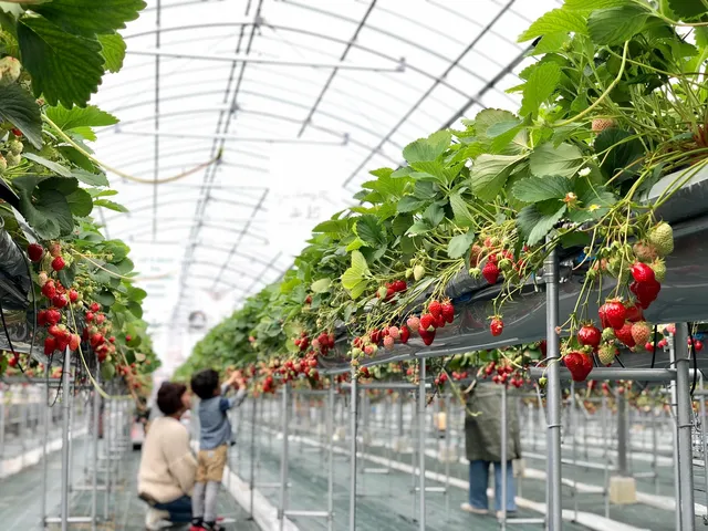 Strawberry Farm No. 15