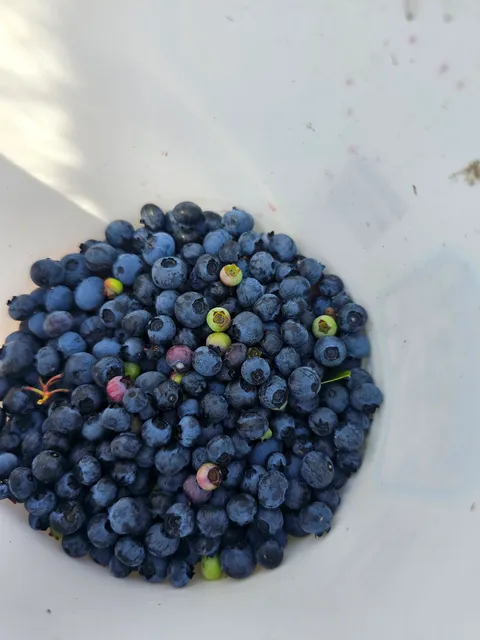 Gile Blueberry Farm