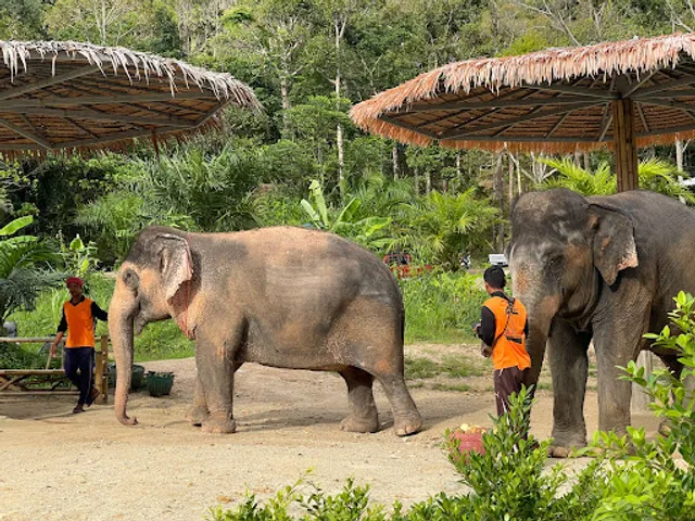 Elephant Jungle Sanctuary Phuket (Bang Tao Branch)