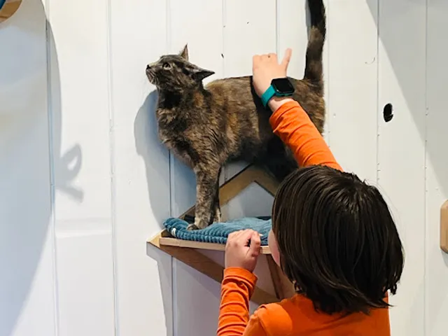 Turquoise Teapot and Cat Cafe