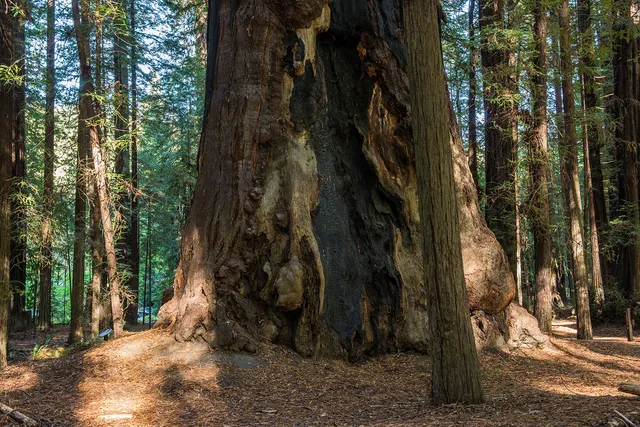 Redwood Giganten
