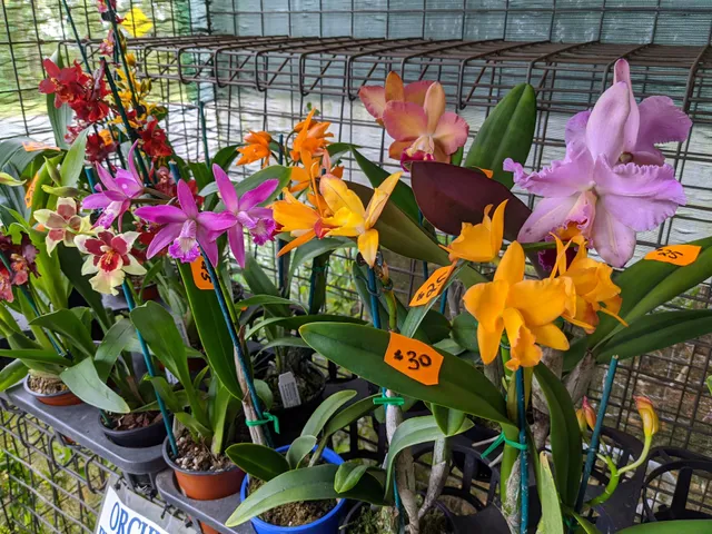 Windemere Orchid Farm