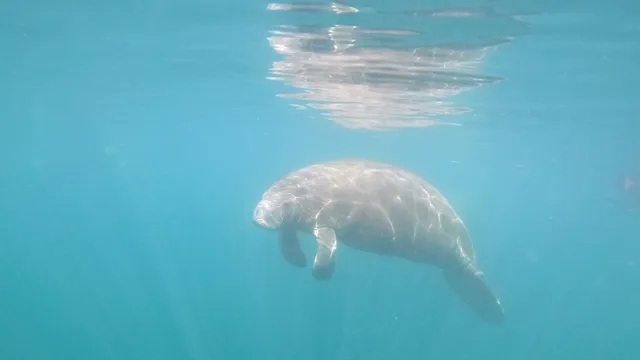 Manatees in Paradise