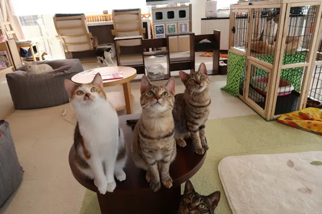 Yahoneko Cat Cafe