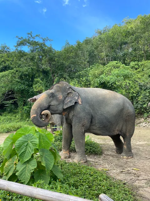 Hidden Forest Elephant Reserve - Sanctuary in Phuket