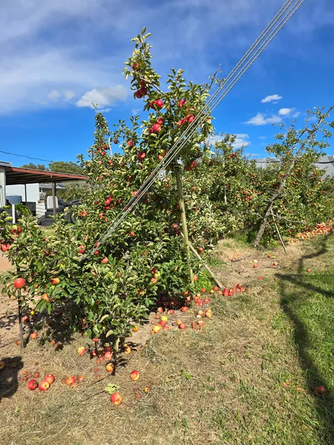 Nicoletti Orchards - Stanthorpe Apple Sales