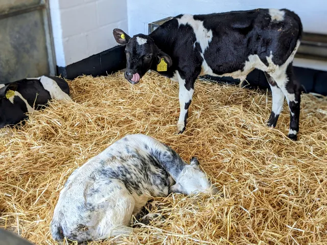 East Hull Community Farm