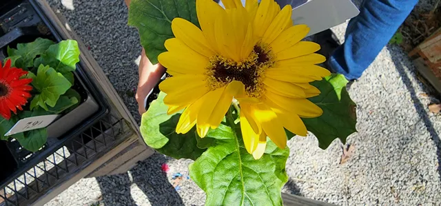 Holiday Garden Center