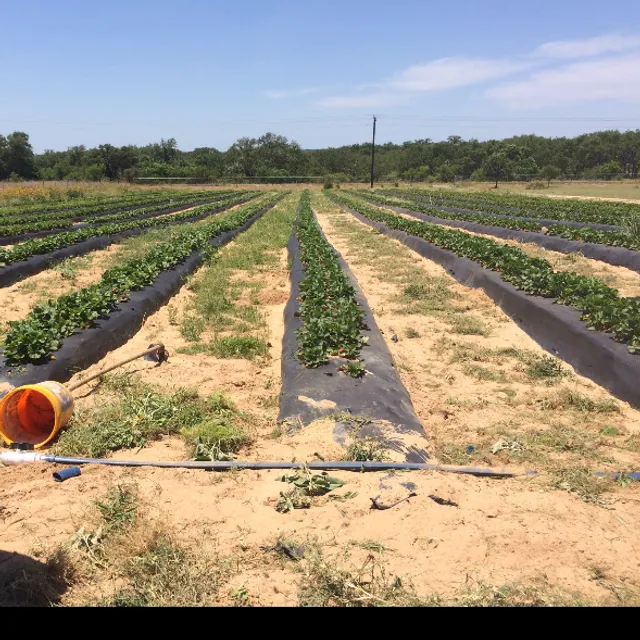 Poteet Texas Strawberryville Farm