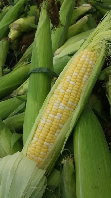 Chandler Farm Market