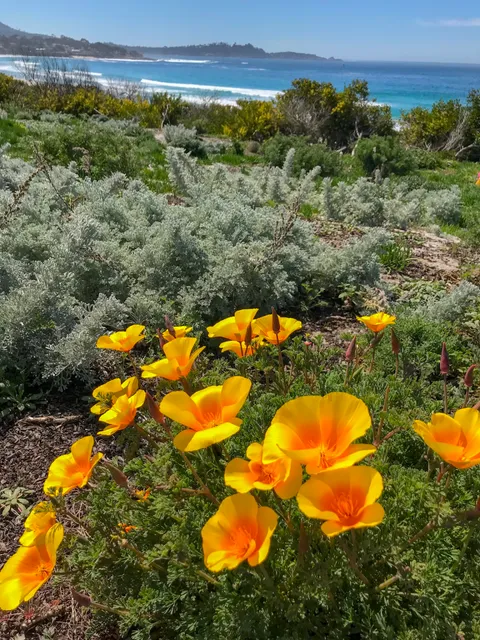 Unitarian Universalist Church of the Monterey Peninsula