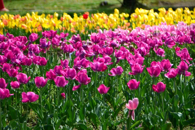 Tulip & Sunflower Garden