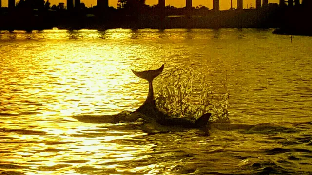 Treasure Coast Cruises