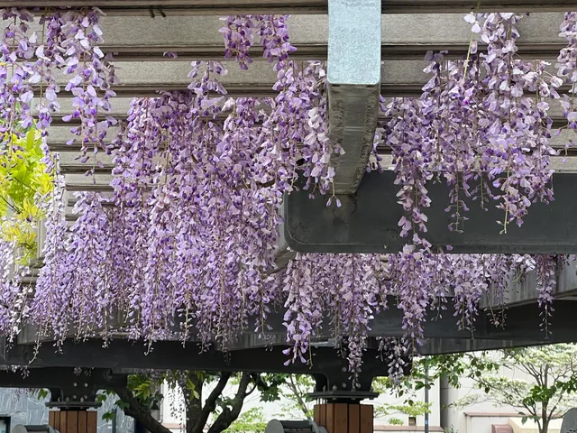 Nodafuji Wisteria Trellis