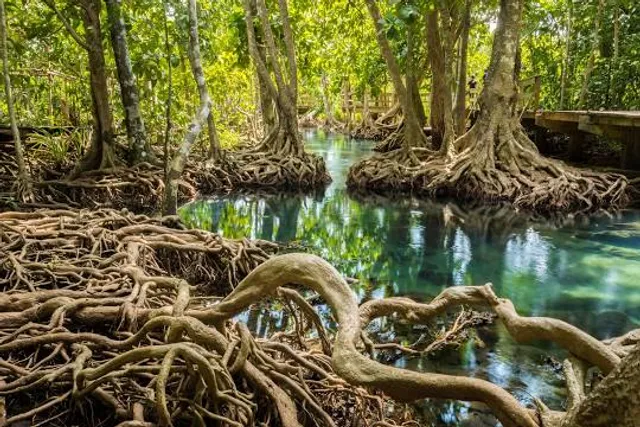 Lagadlarin Mangrove Forest