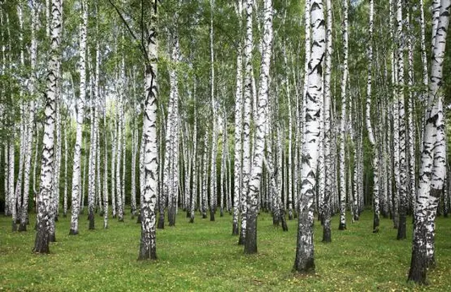 Centro de Lazer Arroio Grande