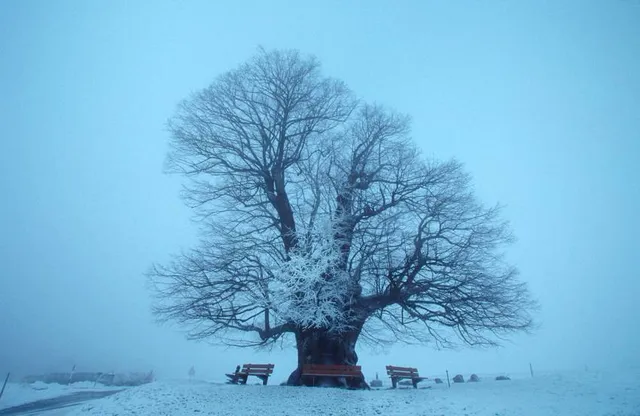 the Lime Tree at Linn