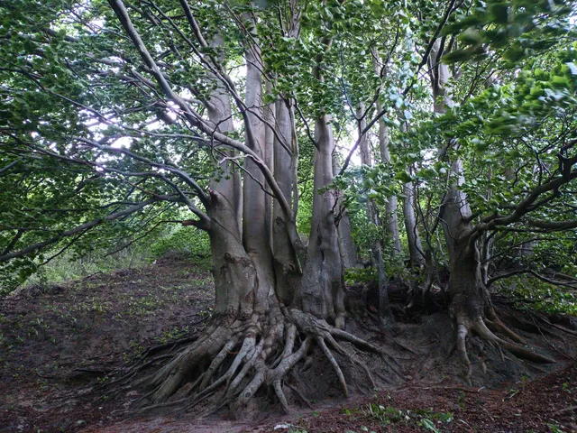 Stuletni buk w wąwozie