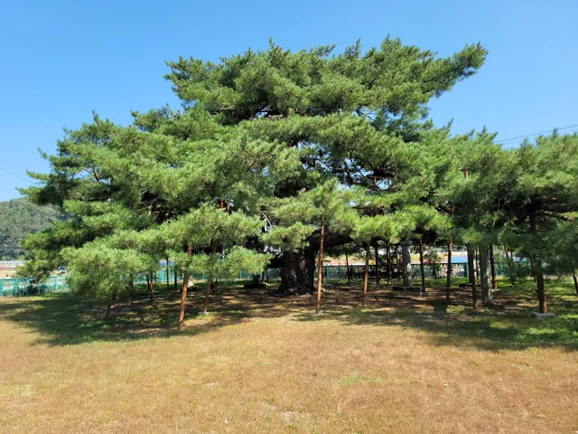 예천 천향리 석송령(石松靈)