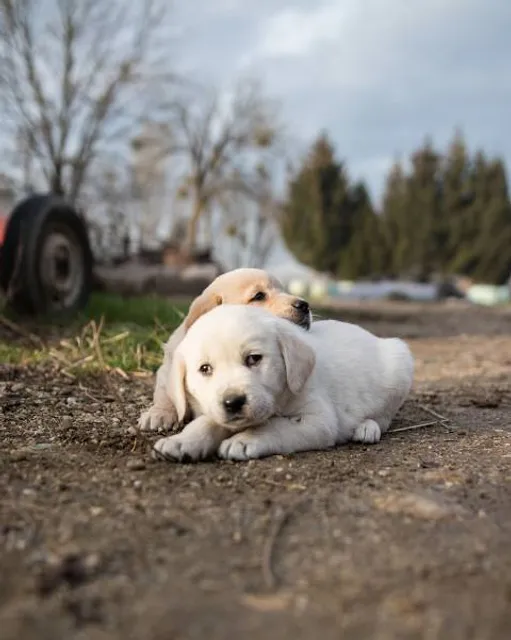 Dudayev Parkı ve Piknik Alanı