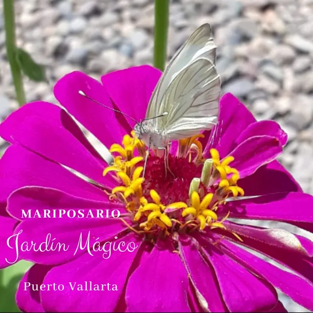 Butterfly Sanctuary Mariposario Jardin Magico