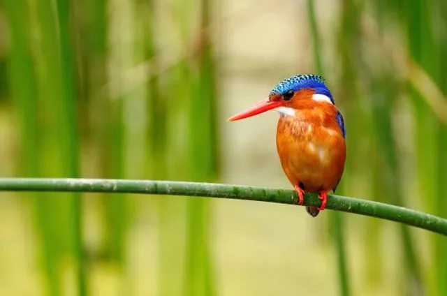 Amora Gedel Park - አሞራ ገደል መናፈሻ