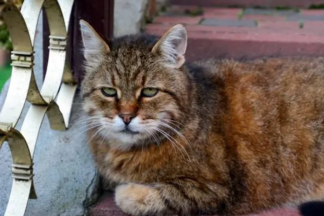 Boris Pasternak's House Museum
