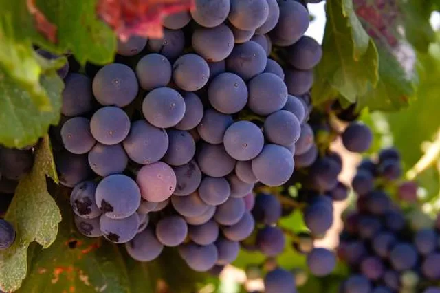 Museo Torre del Vino