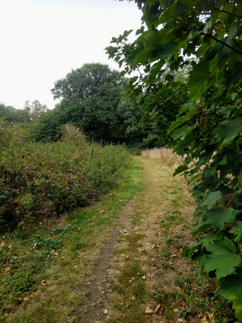 Hangman's Wood and Deneholes