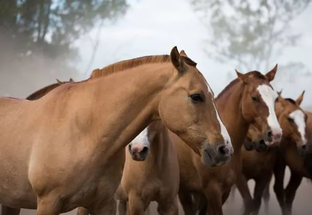 Estancia Don Silvano