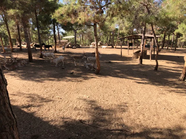 Hayvanat Bahçesi Safari Park