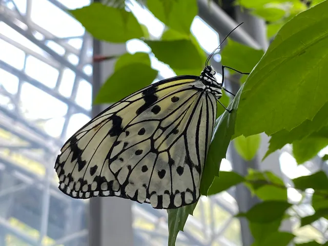 Kashihara Insectarium