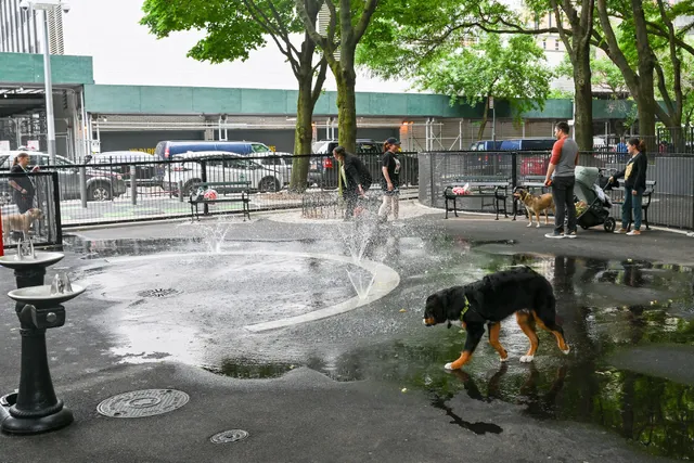 Bellevue South Park Dog Run