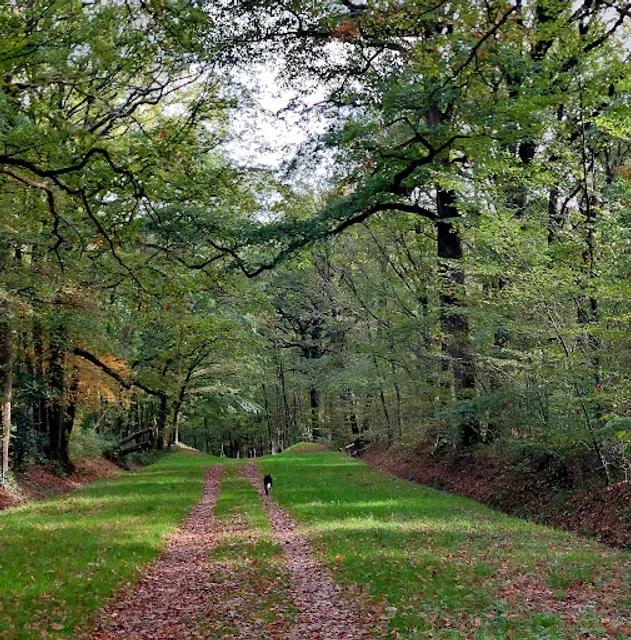 Forêt Domaniale de Rambouillet