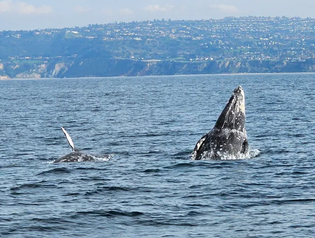 Redondo Beach Whale Watch