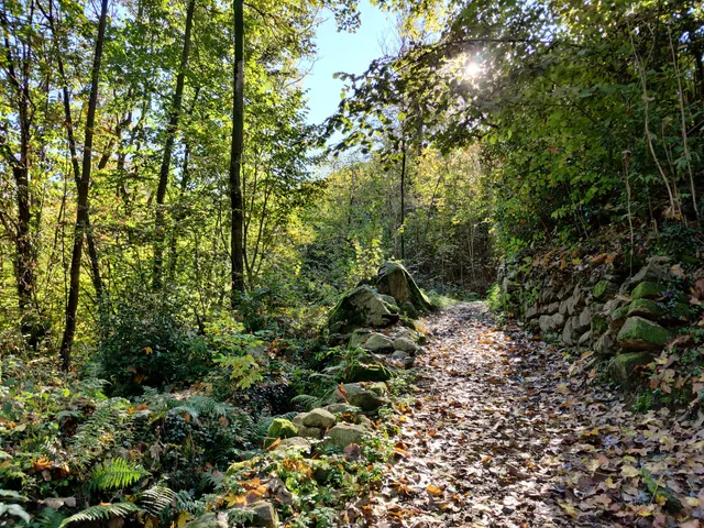 Sentiero dei Castagni