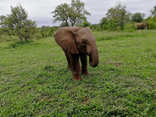 Siyafunda Wildlife & Conservation