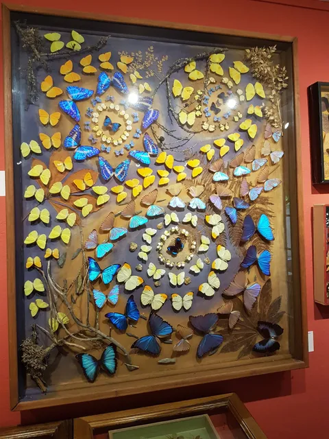 Butterfly Museum