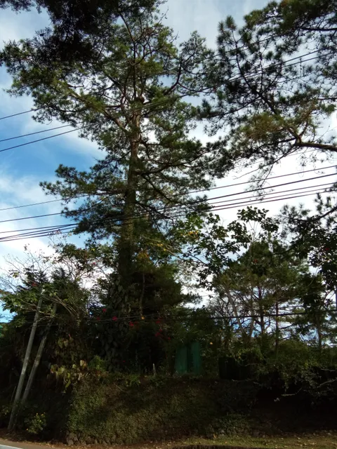 Hyatt Terraces Hotel Ruins