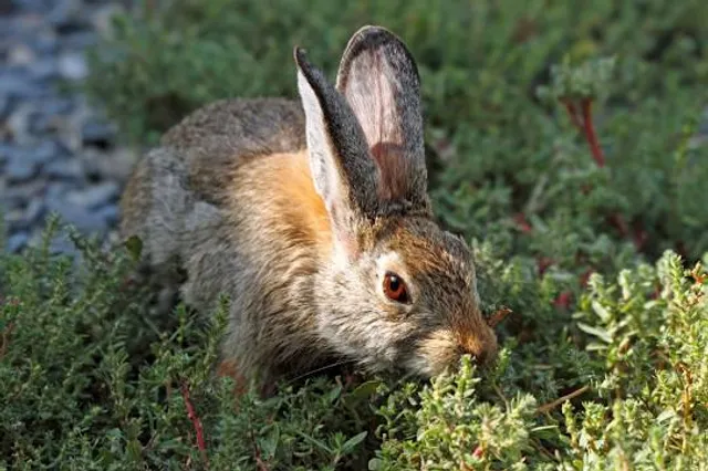 Aqueduct Chernoreche