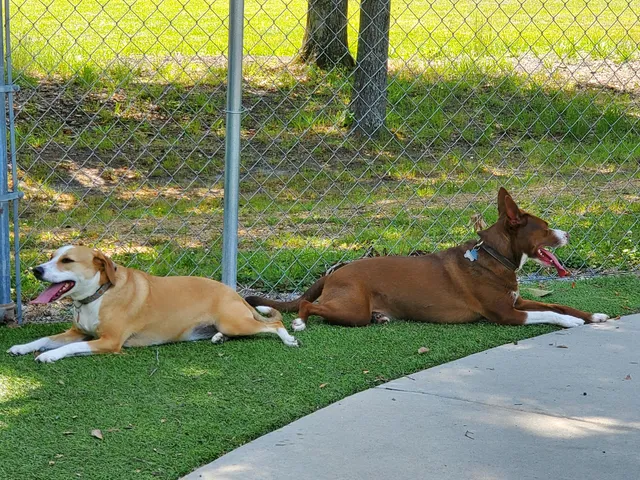Beneful Dream Dog Park