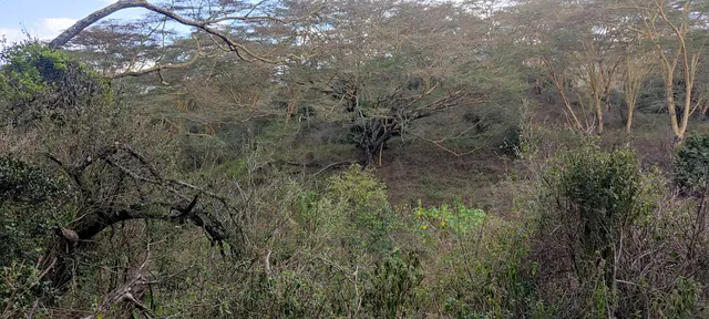 Kigio Wildlife Conservancy