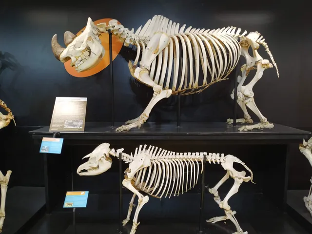 Veterinary Anatomy Museum of FMVZ USP