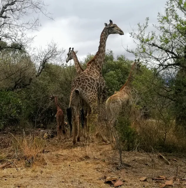 Greenstone Wildlife Estate
