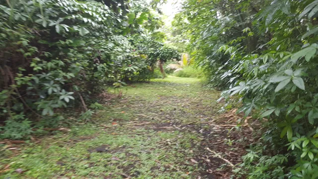 Hana Maui Botanical Gardens